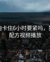 一人一狗卡住6小时要紧吗，狗和人胶配方视频播放