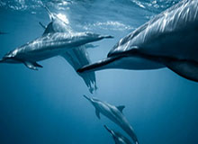 17c给你答案视频分享从0到1：收藏夹这样做最稳